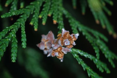 Thujopsis dolabrata - zeravinec japonský -plod (2)